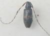 Leiopus sp.